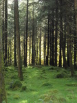 JT00846 Light in forrest.jpg